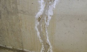PAINT DOCTOR Efflorescence Surface Treatment Paint Additive to Control and Prevent Salt Deposits Resulting in White Patches on Walls. Improves Paint Adhesion and Long-Term Protection Against Moisture Damage and Wall Efflorescence for a Cleaner Appearance