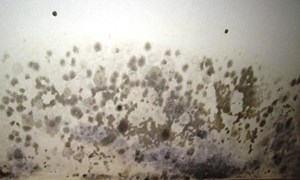 PAINT DOCTOR Mildew Anti-Mildew Paint Additive and Solution for Walls Prone to Mold and Mildew Growth, Promotes Cleaner Surfaces and Is Compatible with Most Paints. Features Low Odor, Fast-Acting Formula to Protect Walls and Increase Paint Longevity