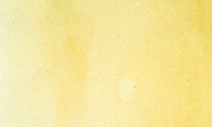 PAINT DOCTOR Yellowing Prevention Additive to Maintain Brightness in White and Light-Colored Paints, Prevent Discoloration Due to Aging or UV Exposure, Fast Drying and Easy to Mix for Long-Lasting Clean Walls